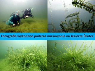 Fotografie wykonane podczas nurkowania na Jeziorze Switez Fotografie wykonane podczas nurkowania na Jeziorze Switez